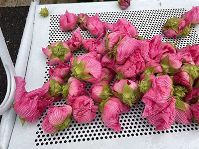 Technique de séchage du thé de fleur - Machine de séchage de fleurs