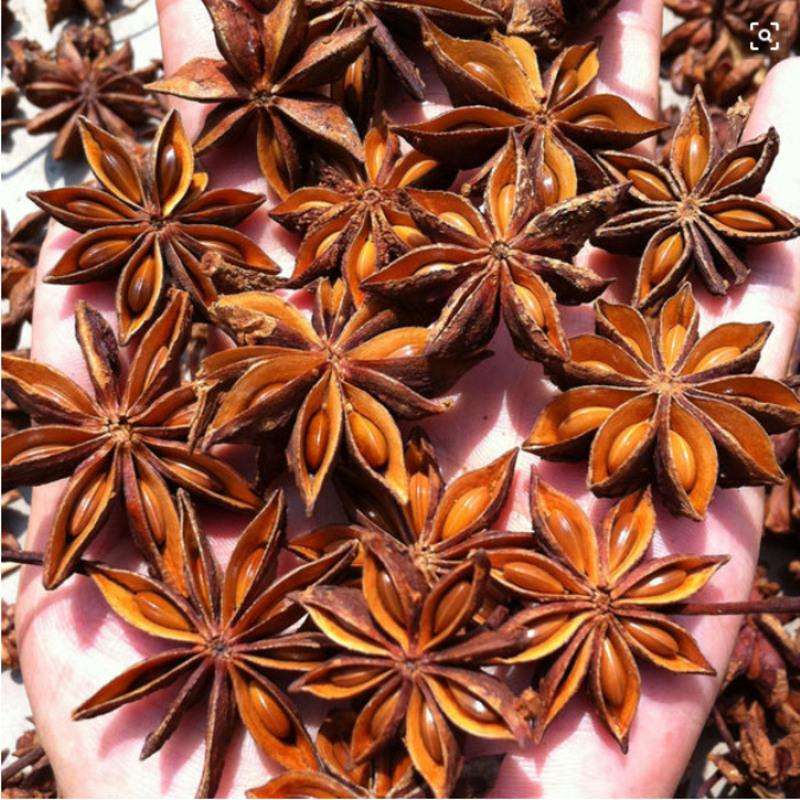 八角（5）